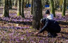 Весна пришла: в дендропарке на Закарпатье начали цвести первые крокусы (фоторепортаж)