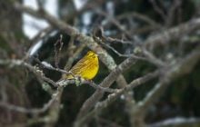 Погода в Киеве ухудшится 3 марта