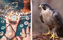 От сокола до совы: узнайте, какая вы птица по дате рождения