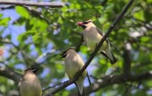 Может съедать целых 1000 ягод в день: что это за прожорливая птица-рокер