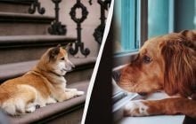 Слух і нюх тут ні до чого: звідки собаки знають, коли ви прийдете додому і чому радіють