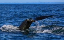 Призрак океана: ученые пять лет слышали в глубинах странный голос и наконец выяснили, чей он