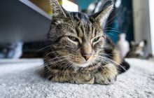 Чому кіт обирає позу "буханець": ветеринар перелічив 5 причин