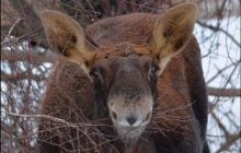 Возле Чернобыля заметили лося, который "улыбнулся" на камеру (фото)