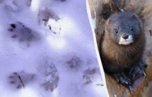В Одесской области зафиксировали следы редкого животного: что о нем известно (фото)