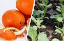 І добриво, і захист від шкідників: садівники розкрили, як використати шкірку апельсина
