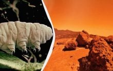 Выжить на Марсе оказалось не по силам даже тихоходкам, пережившим открытый космос