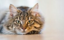 Чому ваш кіт "продасть душу" за тунця: вчені знайшли біологічну розгадку