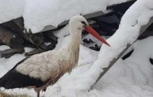 Лелека, який повернувся взимку: історія Бусі з Рівненщини