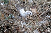 Добыча прячется про запас: возле ЧАЭС зафиксировали очень смелого хищника (фото)