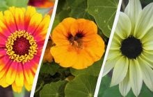 От семян до бутонов за 45 дней: какие цветы растут быстрее всего