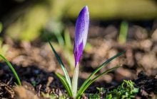 Вихідні порадують українців м'яким весняним теплом по всій країні