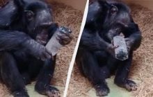 Любители сокровищ: шимпанзе проявили неожиданный интерес к блестящим кристаллам