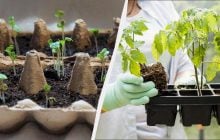 Март - месяц рассады: какие 6 овощей обязательно нужно успеть посадить