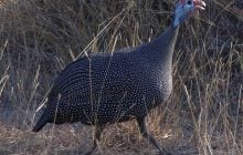 Клещи - их главное лакомство: ученые подтвердили полезность невероятных птиц