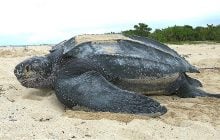 "Живое ископаемое" океана: что известно о рептилии, которая пережила динозавров