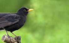 Почему ваш сад может привлечь черного дрозда: какую пользу приносит птица