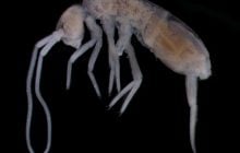 Почти 2 километра под поверхностью: какое наземное животное живет глубже всех