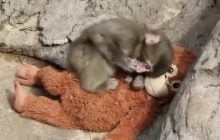 Маленькую обезьянку, которая прославилась на весь мир, стали принимать другие макаки