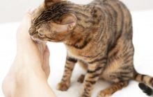 Почему кошки любят запах пота: 5 неожиданных причин