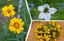 Что посеять в марте: 6 цветов, которые украсят сад до самой осени