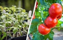 Томаты удобряют при посадке: по 2 ложки в лунку - и помидоры растут как бешеные