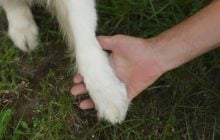 Почему собака кладет на хозяина свою лапу: эксперт указала на важный сигнал