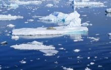 Более 1000 гнезд рыбы на морском дне в Антарктике удивили ученых своим расположением