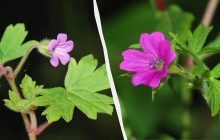 Герань зацветет в два раза пышнее: как правильно обрезать цветок после зимы