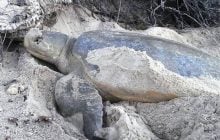 На унікальну черепаху полює один із найсмертоносніших хижаків у світі: де вона живе