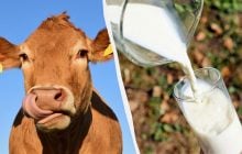 Саме це молоко - найкорисніше: лікар назвав несподіваного фаворита
