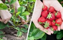 Після зими на полях залишилися кущі полуниці: чи потрібно їх обрізати навесні