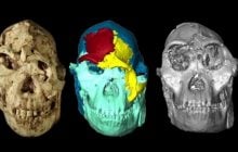 Little Foot: вчені відтворили обличчя 3,67-мільйонного викопного предка людини