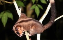 У Новій Гвінеї виявлено два види ссавців, які вважалися вимерлими тисячоліття тому