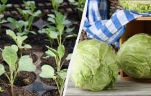 Сажать рассаду капусты нужно именно в эти даты: самые урожайные дни марта