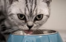 Почему у кошек часто возникают заболевания почек: ученые нашли причину