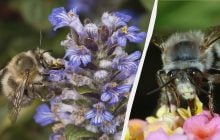 Это первое весеннее насекомое летает по саду с высунутым языком в поисках цветов.