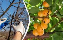 Урожая будет в пять раз больше: вот что нужно сделать с абрикосом до конца марта