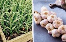 Как вырастить чеснок на балконе: пошаговая инструкция от садовода