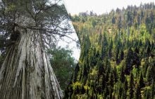 Под гигантскими деревьями в Чили нашли сотни, большинство неизвестных науке, видов грибов