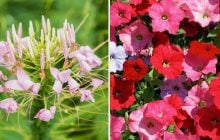 Какие цветы можно сажать в марте и апреле: 9 растений, которые будут цвести все лето