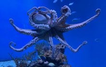 Осьминог 4,5 года охранял свои яйца и ни разу не поел: ученые озадачены