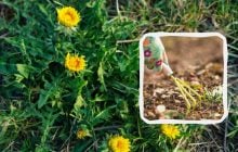 Сорняки исчезнут за один день и больше не появятся: чем их нужно полить