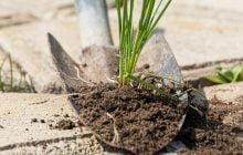 Сорняки на дорожках исчезнут за день: вот чем их нужно посыпать