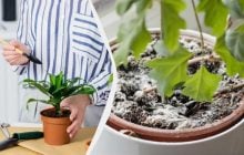 В горшке с цветком появилась плесень и мошки: почему так происходит и что делать