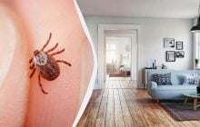 Клещи могут подстерегать прямо в квартире: какие места стоит тщательно проверить