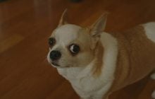 Что значит, когда собака смотрит на вас из-под лоба: эксперты указали на интересный сигнал