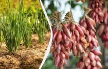 Сроки поджимают: когда сеять лук чернушку и как правильно подготовить семена