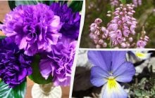 Какие цветы идеально растут в горшках и контейнерах: садоводы назвали топ-8