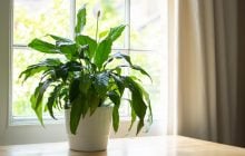 Цвести будет круглый год: как правильно пересадить спатифиллум